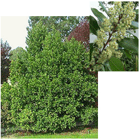 This is an image of a carolina cherry laurel