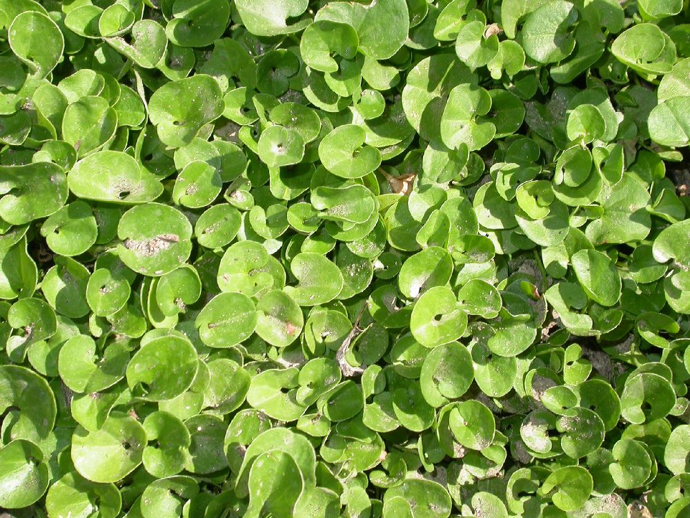 This is an image of a dichondra