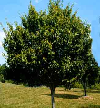 This is an image of an american hornbeam