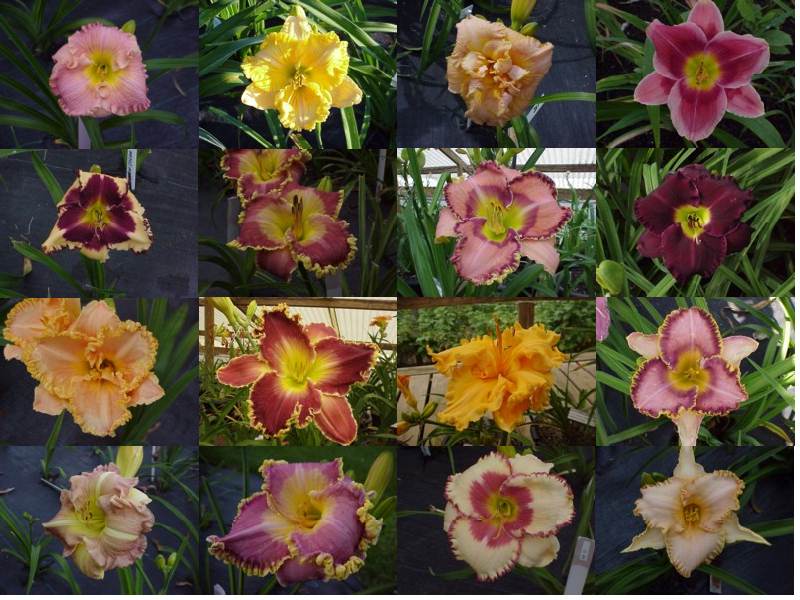 This is an image of daylily hybrids