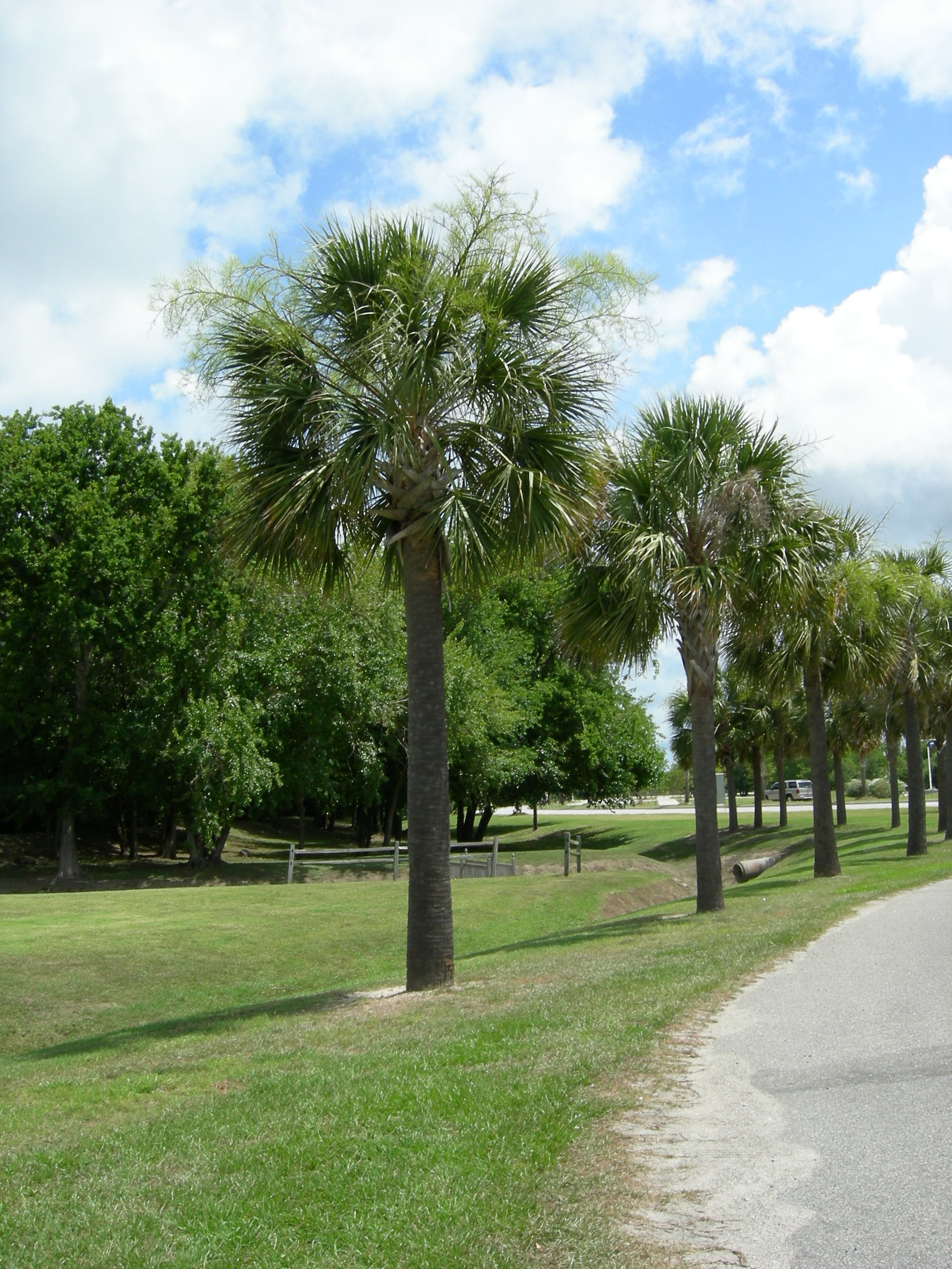 This is an image of a palmetto tree