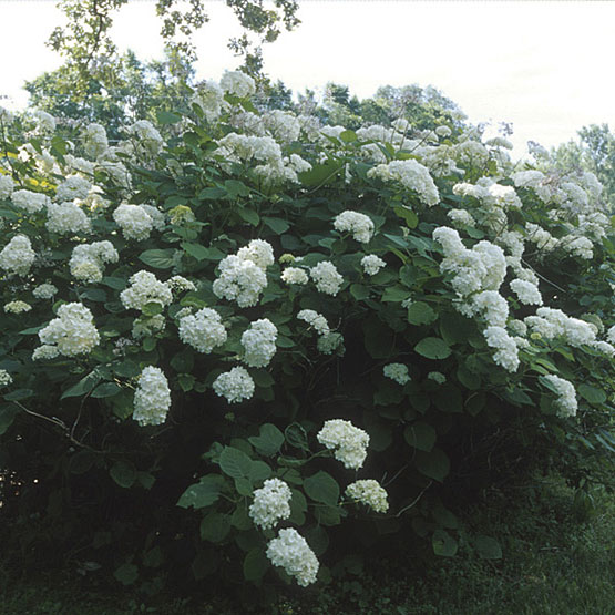 This is an image of a snowhill hydrangea