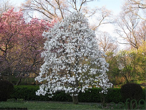 This is an image of a star magnolia