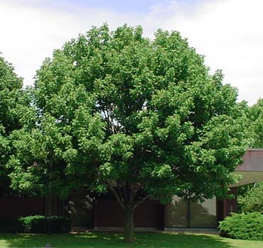 This is an image of a white ash